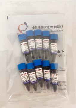 5×雙色蛋白上樣緩沖液 (變性，還原）